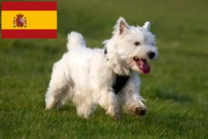 Lees meer over het artikel Westie fokkers en puppies in Spanje