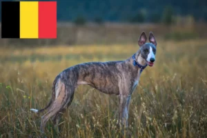Lees meer over het artikel Whippet fokkers en pups in België