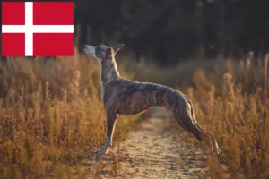 Lees meer over het artikel Whippet fokkers en pups in Denemarken