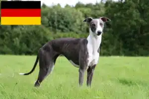Lees meer over het artikel Whippet fokkers en puppy’s in Duitsland