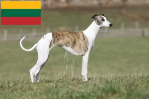 Lees meer over het artikel Whippet fokkers en pups in Litouwen