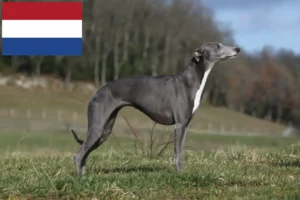 Lees meer over het artikel Whippet fokkers en pups in Nederland