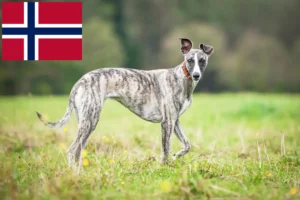 Lees meer over het artikel Whippet fokkers en pups in Noorwegen