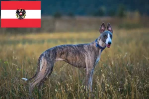 Lees meer over het artikel Whippet fokkers en pups in Oostenrijk