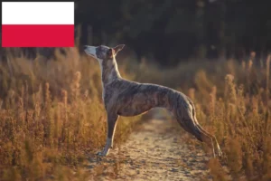 Lees meer over het artikel Whippet fokkers en pups in Polen