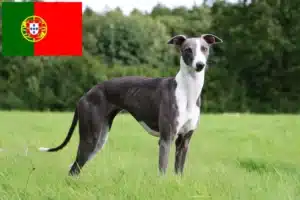 Lees meer over het artikel Whippet fokkers en pups in Portugal