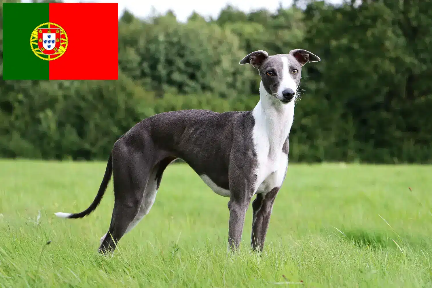 Lees meer over het artikel Whippet fokkers en pups in Portugal