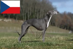 Lees meer over het artikel Whippet fokkers en puppy’s in Tsjechië