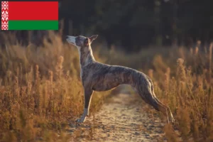 Lees meer over het artikel Whippet fokkers en pups in Wit-Rusland