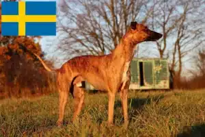 Lees meer over het artikel Whippet fokkers en puppy’s in Zweden