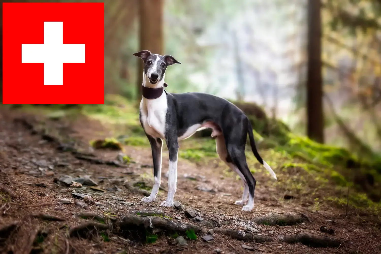 Whippet puppies en fokkers Zwitserland Hier vind je Whippets fokkers in Zwitserland.