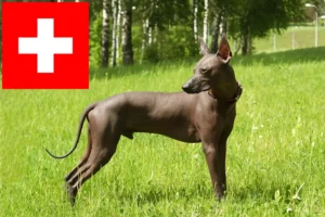 Lees meer over het artikel Xolo fokkers en pups in Zwitserland