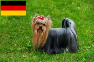 Lees meer over het artikel Yorkshire Terrier fokkers en puppy’s in Duitsland