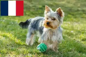 Lees meer over het artikel Yorkshire Terrier fokkers en puppies in Frankrijk