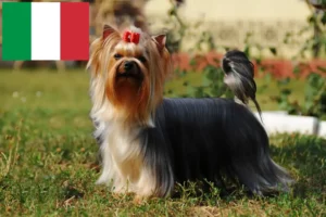 Lees meer over het artikel Yorkshire Terrier fokkers en puppies in Italië