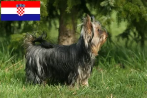 Lees meer over het artikel Yorkshire Terrier fokkers en puppy’s in Kroatië
