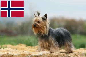 Lees meer over het artikel Yorkshire Terrier fokkers en puppy’s in Noorwegen