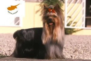 Lees meer over het artikel Yorkshire Terrier fokkers en puppy’s in Cyprus