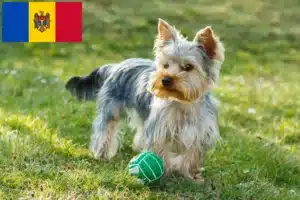 Lees meer over het artikel Yorkshire Terrier fokkers en puppy’s in Moldavië