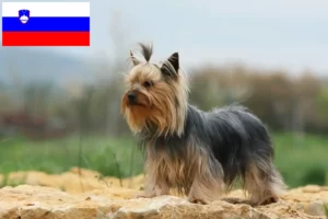 Lees meer over het artikel Yorkshire Terrier fokkers en puppy’s in Slovenië