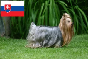 Lees meer over het artikel Yorkshire Terrier fokkers en pups in Slowakije