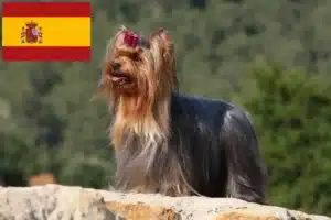 Lees meer over het artikel Yorkshire Terrier fokkers en puppies in Spanje