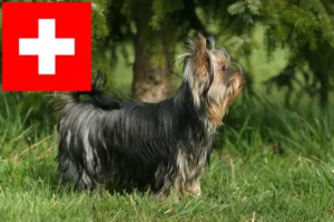 Lees meer over het artikel Yorkshire Terrier fokkers en puppies in Zwitserland