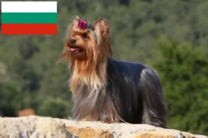 Lees meer over het artikel Yorkshire Terrier fokkers en puppies in Bulgarije