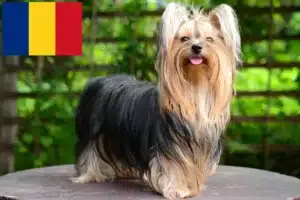 Lees meer over het artikel Yorkshire Terrier fokkers en pups in Roemenië