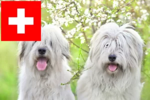 Lees meer over het artikel Zuid-Russische Ovtcharka fokkers en puppies in Zwitserland