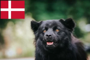 Lees meer over het artikel Zweedse Lapfund fokkers en pups in Denemarken