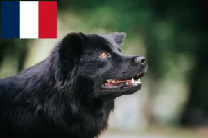 Lees meer over het artikel Zweedse Lapfund fokkers en pups in Frankrijk