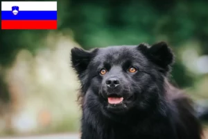 Lees meer over het artikel Zweedse Lapfund fokkers en pups in Slovenië
