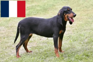 Lees meer over het artikel Zwitserse rashondenfokkers en puppies in Frankrijk