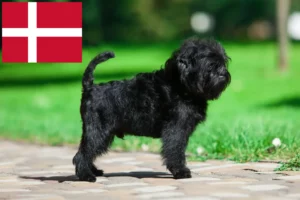 Lees meer over het artikel Affenpinscher fokkers en pups in Denemarken