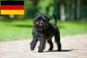 Lees meer over het artikel Affenpinscher fokkers en pups in Duitsland