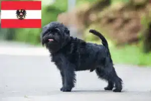 Lees meer over het artikel Affenpinscher fokkers en pups in Oostenrijk