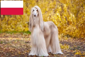 Lees meer over het artikel Afghaanse windhond fokkers en pups in Polen