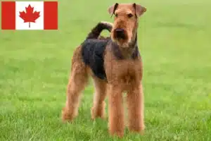 Lees meer over het artikel Airedale Terrier fokkers en pups in Canada
