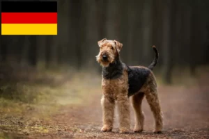 Lees meer over het artikel Airedale Terrier fokkers en pups in Duitsland