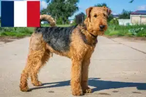 Lees meer over het artikel Airedale Terrier fokkers en pups in Frankrijk