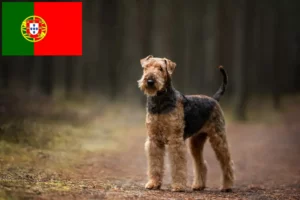 Lees meer over het artikel Airedale Terrier fokkers en pups in Portugal