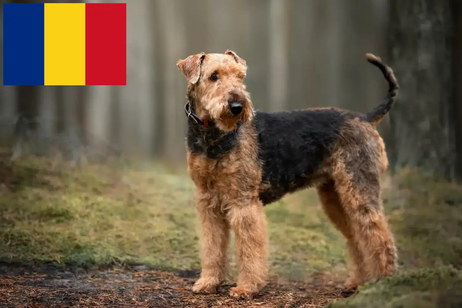 Airedale Terrier pups en fokkers Roemenië Zoek Airedale Terrier fokkers in Roemenië.