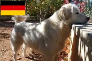 Lees meer over het artikel Akbash fokkers en pups in Duitsland