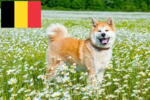 Lees meer over het artikel Akita fokkers en pups in België