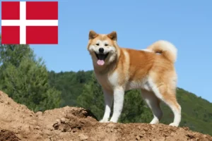 Lees meer over het artikel Akita fokkers en pups in Denemarken