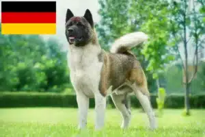 Lees meer over het artikel Akita fokkers en pups in Duitsland