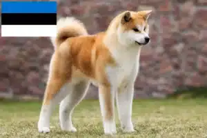 Lees meer over het artikel Akita fokkers en pups in Estland