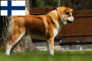 Lees meer over het artikel Akita fokkers en pups in Finland
