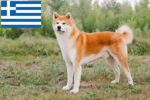 Lees meer over het artikel Akita fokkers en pups in Griekenland
